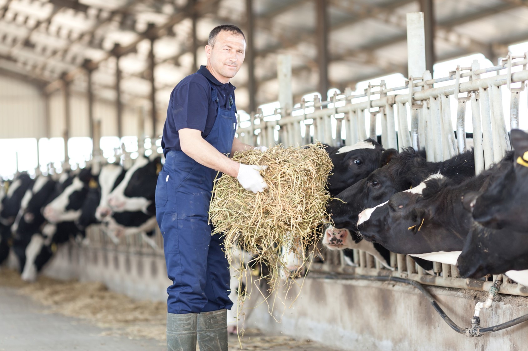 The farmer will give each of his animals a unique code.